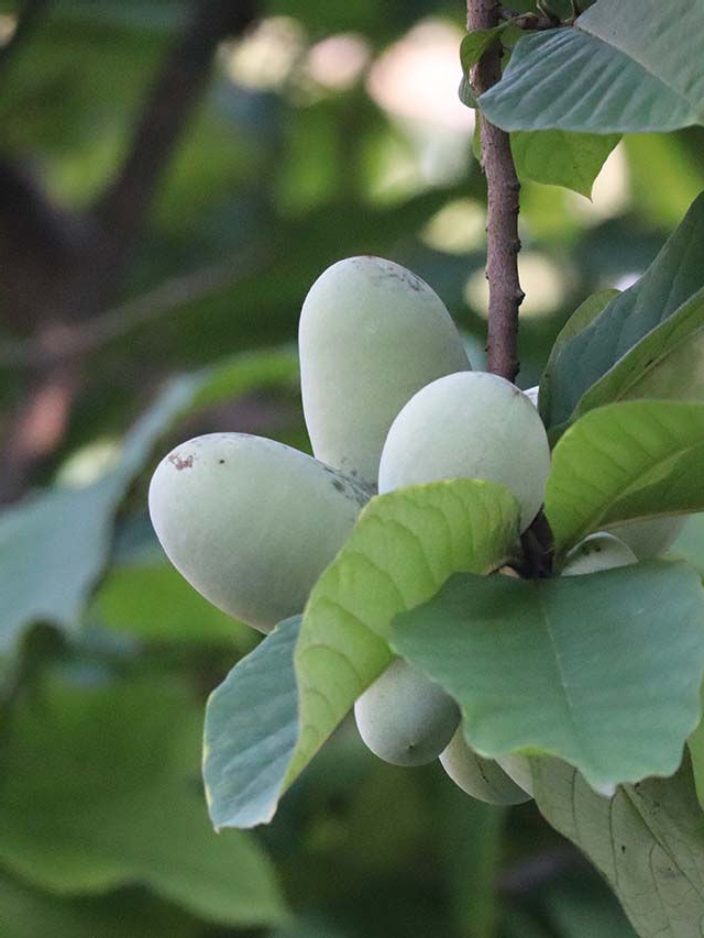 Pawpaw A Native Fruit That Tastes Like The Tropics Web Story Gardenista