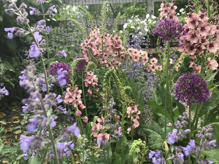 a gorgeous jumble of verbascum &#8\2\16;southern charm&#8\2\17;, nepeta 30