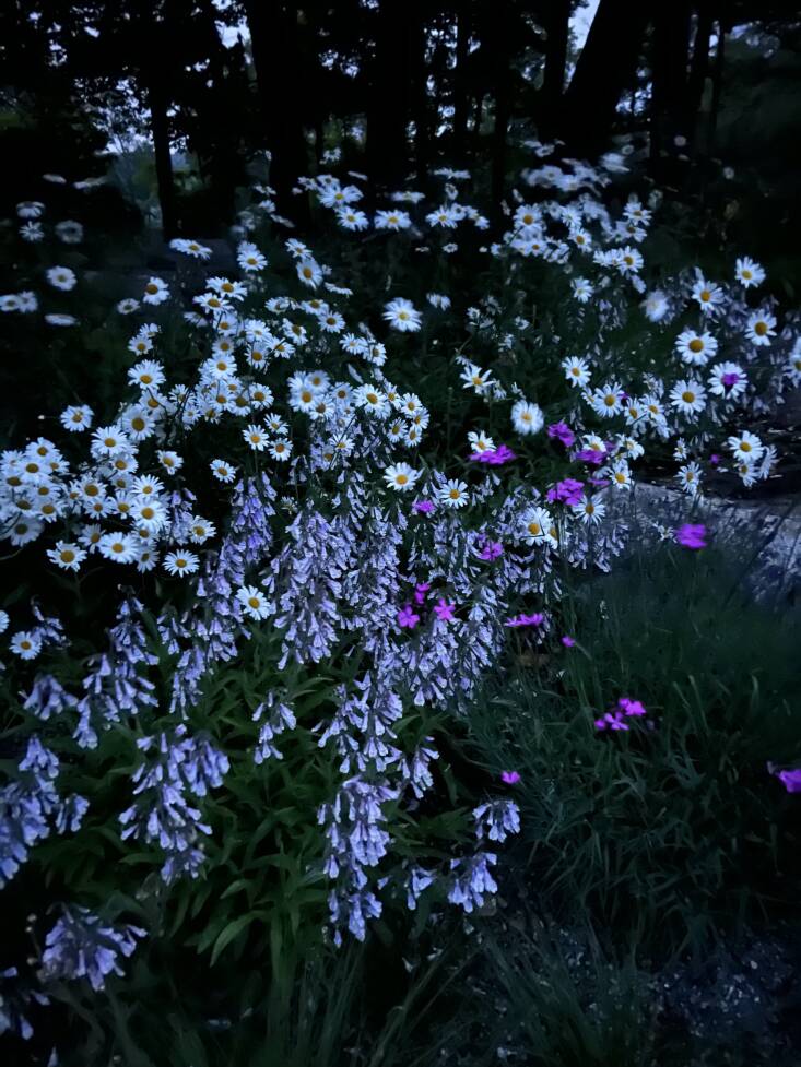 shasta daisy, penstemom and dianthus. &#8\2\20;i love photographing the gar 36