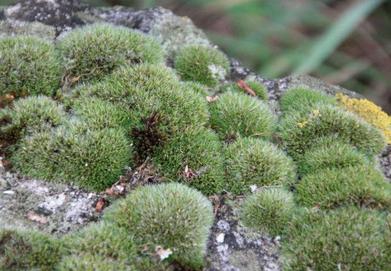 LIVE Pillow Moss-10 Tiny Pillow Moss Buttons of Fun-terrarium