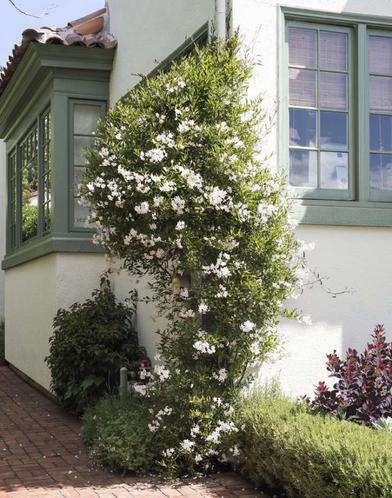 Are Climbing Vines Bad For Your House?