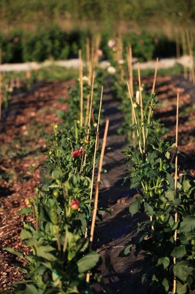 Discover Good Ideas that improve your soil, land, and bottom line. - One Good  Idea