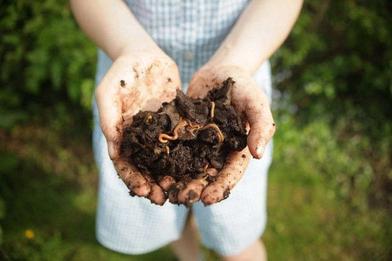 Terrarium Care Unlocking the Secrets to a Thriving Indoor Garden