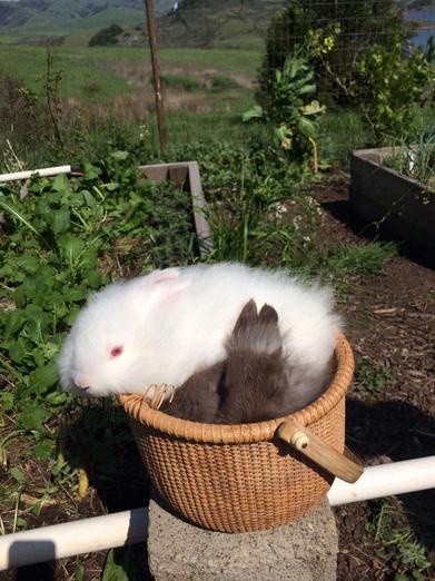 The Spinning Angora - Fibershed