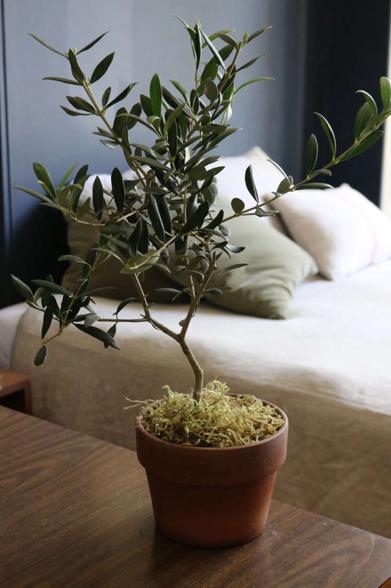 Olive Trees 101: Loving your olive tree