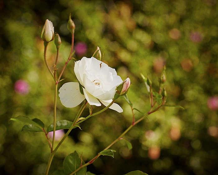 Everything You Need to Know About Roses - Gardenista