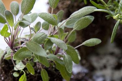 DIY: Modern Mothballs (No Chemicals Included) - Gardenista