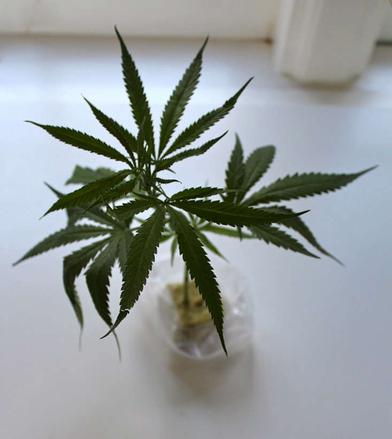 Why You Should Think Twice About Growing Marijuana Indoors