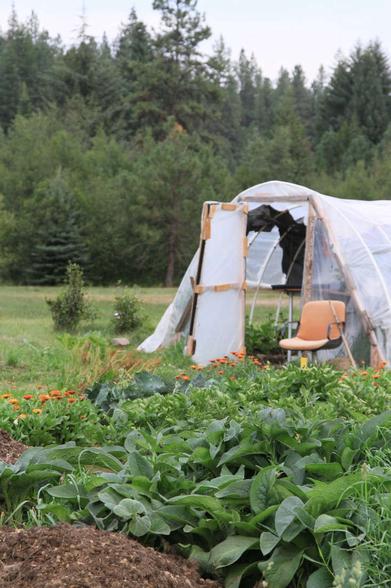 Gardening 101: Safflower - Gardenista