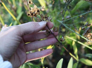 10 Easy Pieces: Seed-Saving Envelopes - Gardenista