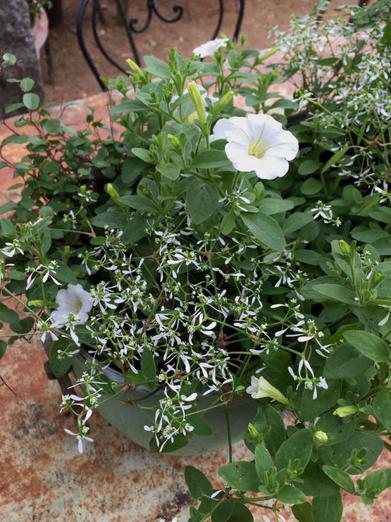 Planting a Garden With All White Tropical Flowers (See Photos) - Dengarden