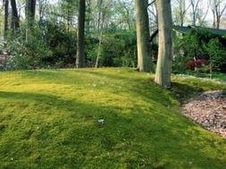 Tree Moss - 5 Square Feet For Sale Online