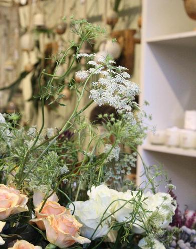 Queen Anne's Lace – Prairie Garden Trust