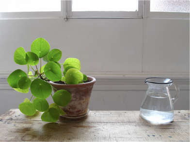 34 Best Plants That Grow in Water Indoors