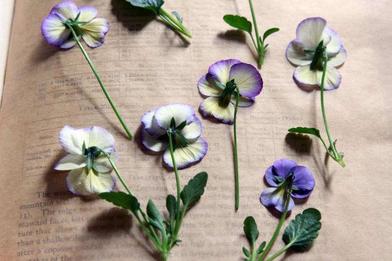 Pressed Flower Bookmarks [Super simple!]