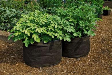 The Grow Bag, Beautified - Gardenista