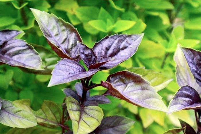 A Garden Gem Purple Basil Gardenista