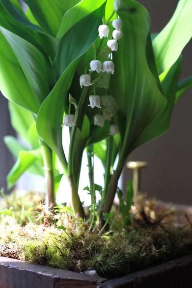 Would Spring Still Smell Like Spring Without Lily of the Valley