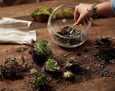 How to Avoid a Moulding Terrarium: What You Need to Know — Microgreening