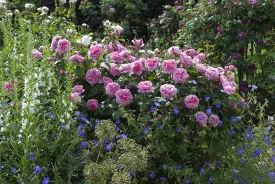 Gertrude Jekyll's 5 tips to make any garden look great, design, Agenda