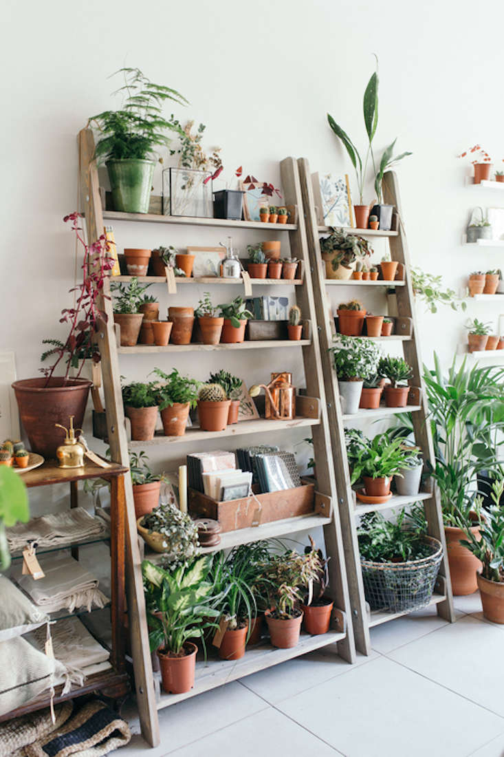 Plant bookshelf deals