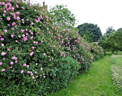 Everything You Need to Know About Roses - Gardenista