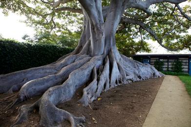 Specimen Trees: Are They Worth It? - Gardenista