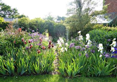 Old and New These traditional English garden irises contrast with