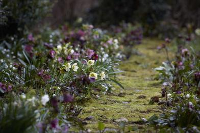 Winter flowers favorites: Amaryllis, Pieris japonica (aka Andromeda),  Daphne Odora.