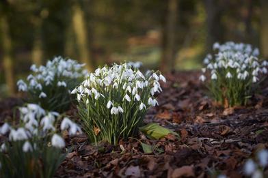 https://www.gardenista.com/ezoimgfmt/media.gardenista.com/wp-content/uploads/2017/01/snowdrops-britt-dyer-painswick-6-733x489.jpg?ezimgfmt=rs:392x262/rscb9/ngcb8/notWebP