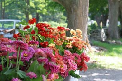 How Pinching Plants Benefits Your Cut Flower Garden - Shiplap and