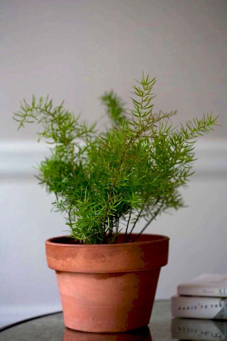 Is asparagus fern hot sale poisonous to dogs