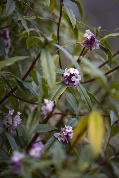 Winter flowers favorites: Amaryllis, Pieris japonica (aka Andromeda),  Daphne Odora.