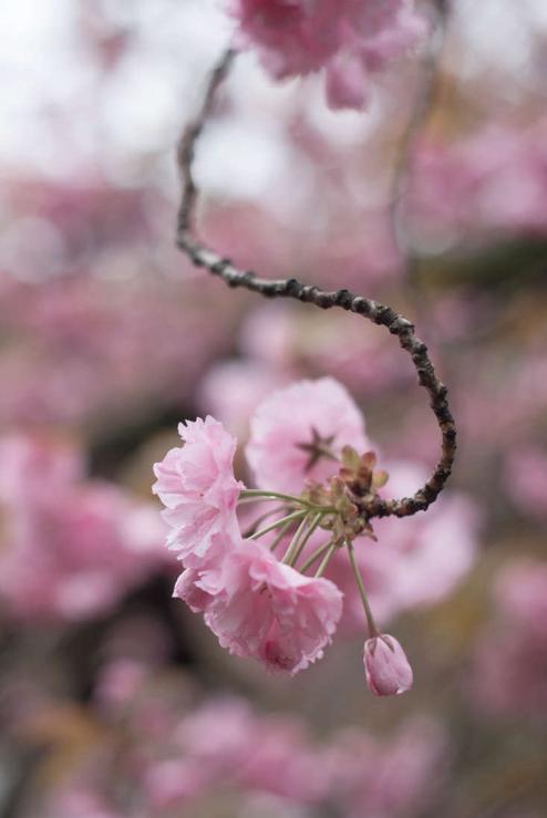 How To Grow Cherry Blossoms At Home 