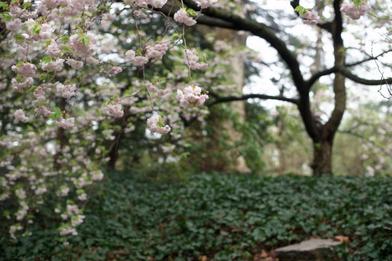 Cherry Blossoms: 7 Trees to See at Brooklyn Botanic Garden's Festival -  Gardenista