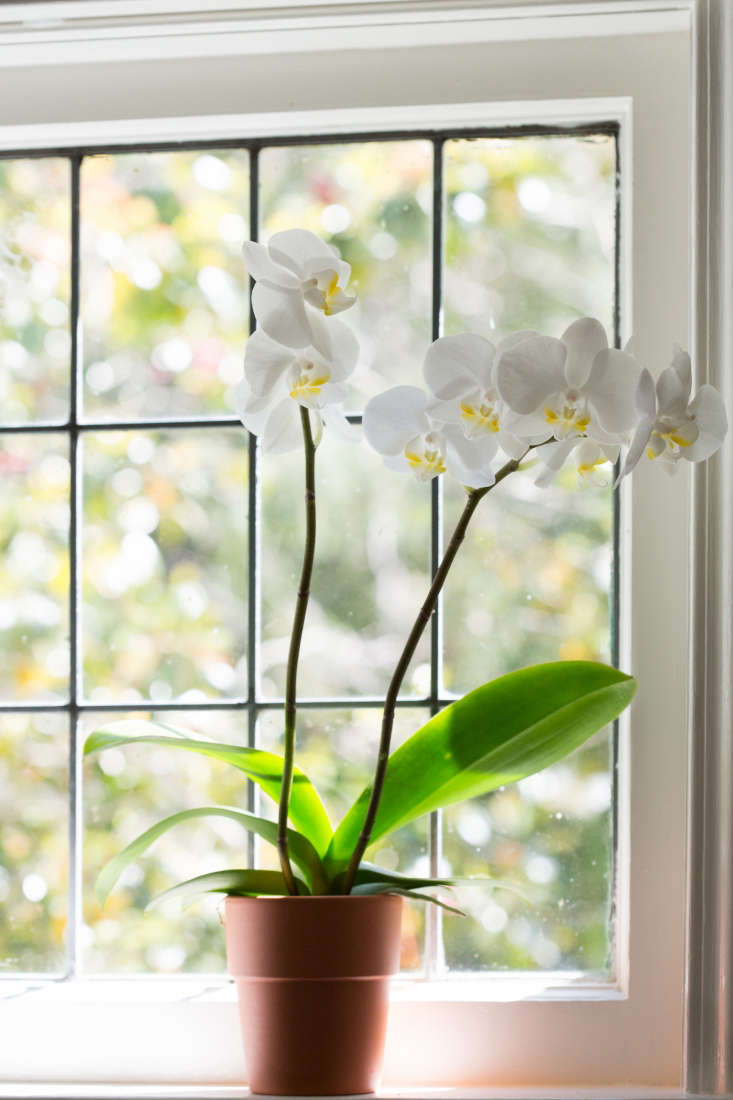 \2\20;Most Phalaenopsis are shipped here from Taiwan, flattened in a container ship, smushed in Sphagnum moss,\2\2\1; says Gerritsen. \2\20;When they get here, to get them to bloom they are grown in special circumstances involving light and temperature.\2\2\1; Your job: replicate those circumstances at home.