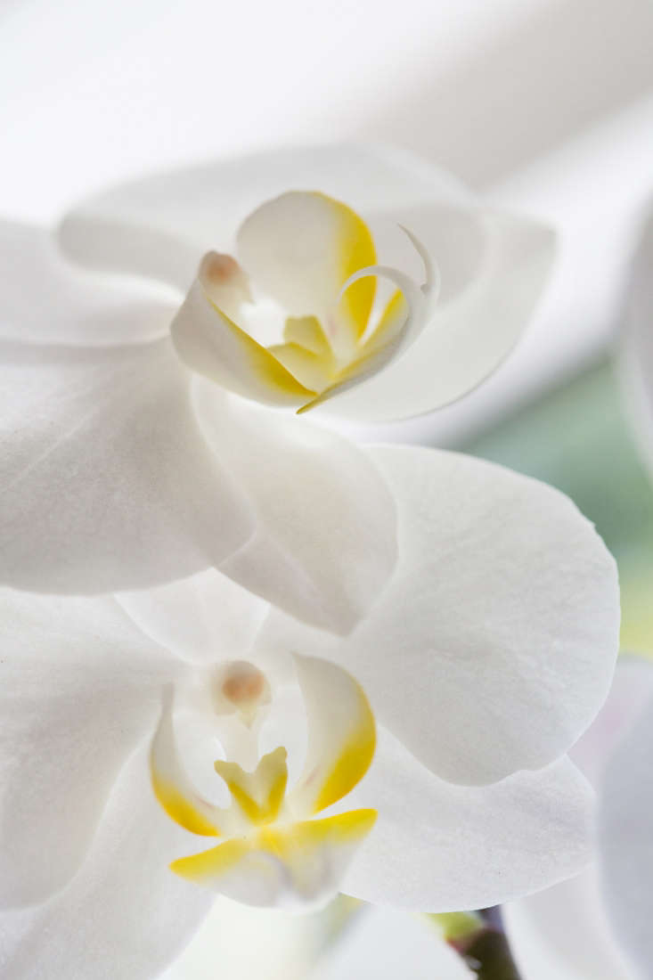 If you put a moth orchid in a west-facing window, the problem is it gets sun in the hot part of the day. \2\20;Move it farther back from the window or put a sheer curtain between the orchid and the window,\2\2\1; says Gerritsen.