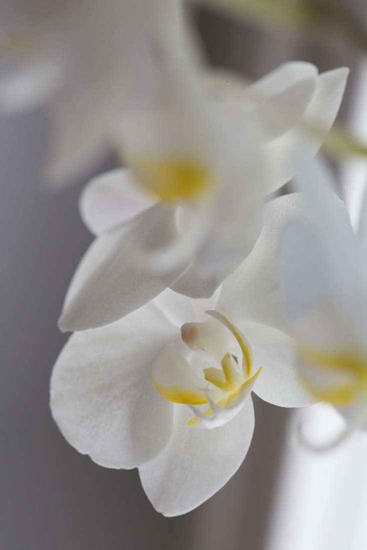 Once established, a moth orchid will bloom year after year. \2\20;I have a friend in Washington, D.C. who I have been visiting for \25 years and she has had the same Phalaenopsis in her window all that time, and it blooms every year,\2\2\1; says Gerritsen.