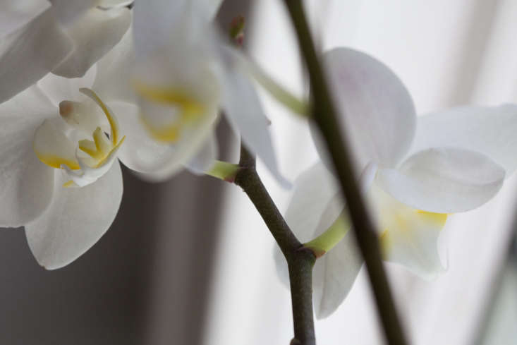  In the wild, many moth orchids thrive in humidity and moist climates, in filtered sunlight beneath a canopy of trees. Keep them out of harsh, direct sunlight.