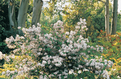 Top10 Early Spring Plants - Beth Chatto's Plants & Gardens