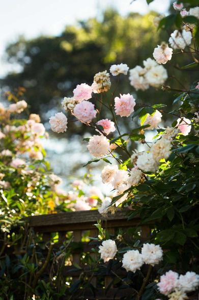 Everything You Need to Know About Roses - Gardenista