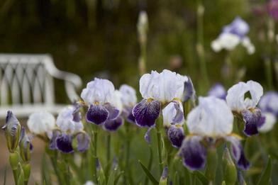 Iris - Flowers - Featured Content - Lovingly