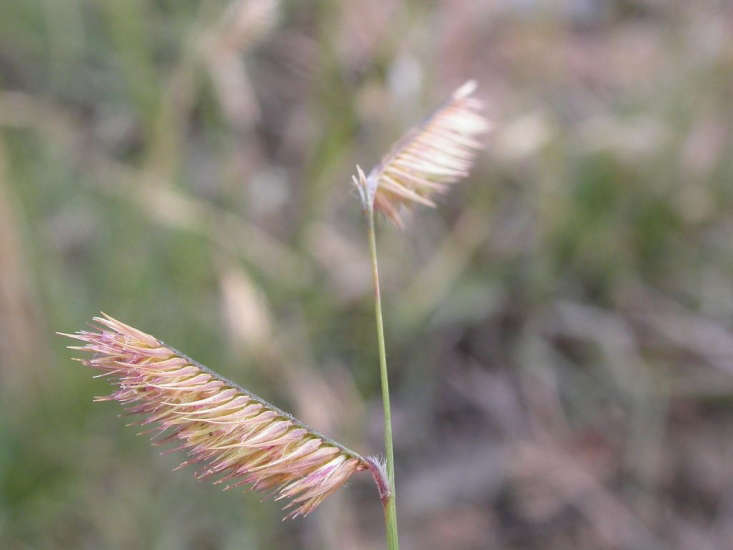 Gardening 101 Blue Grama Grass Gardenista