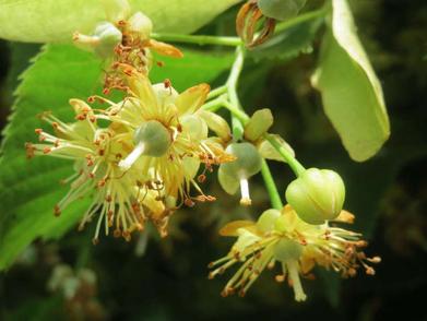 Little-leaf Linden - Gardening in Michigan