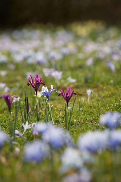 Dwarf Iris Reticulata Cantab, Top Quality Flower Bulbs