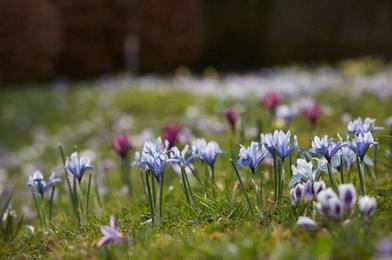 Dwarf Iris Reticulata Cantab, Top Quality Flower Bulbs