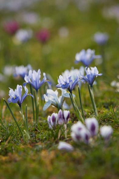 Dig it: The Secret Gardener shares their top tips for bulbs and meadows  this November