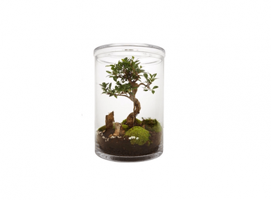 Gardening 101: Marimo Moss Balls - Gardenista