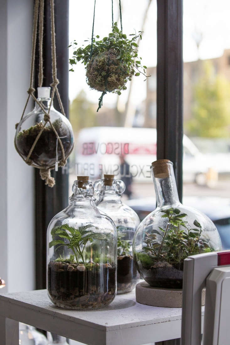 When Terrariums Go Bad 6 Tips for Troubleshooting Mold Yecch