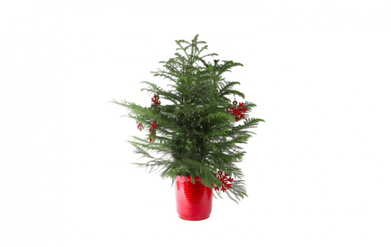 https://www.gardenista.com/ezoimgfmt/media.gardenista.com/wp-content/uploads/2017/11/tabletop-christmas-tree-norfolk-pine-costa-farms-733x462.png?ezimgfmt=rs:392x247/rscb9/ng:webp/ngcb8